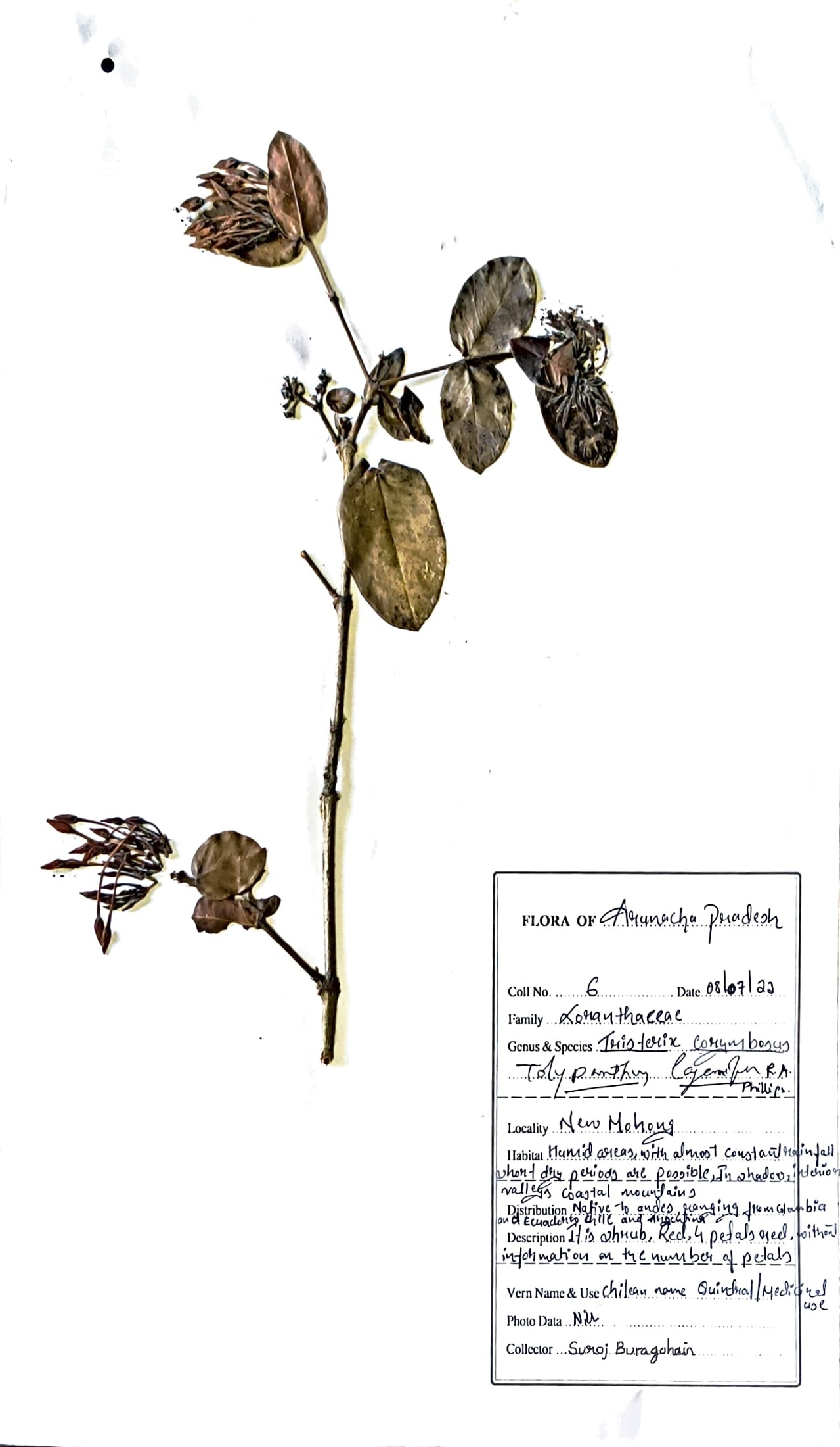 Amar Bel (Hin.) (Herbarium)